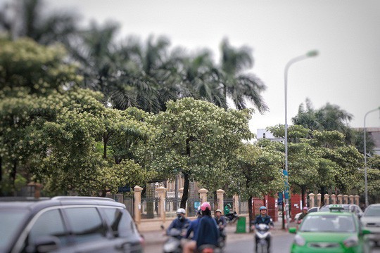 Hoa sữa tội tình gì!
