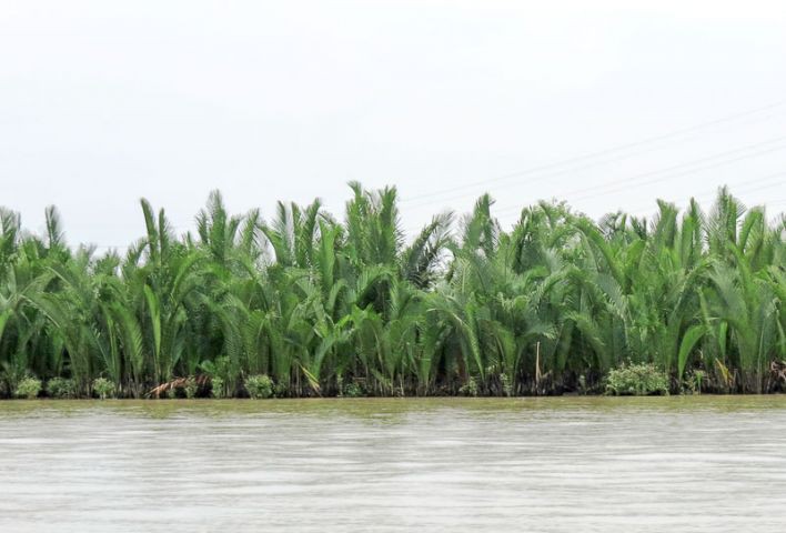Dân miền Tây kiếm tiền triệu nhờ... "đám lá tối trời"