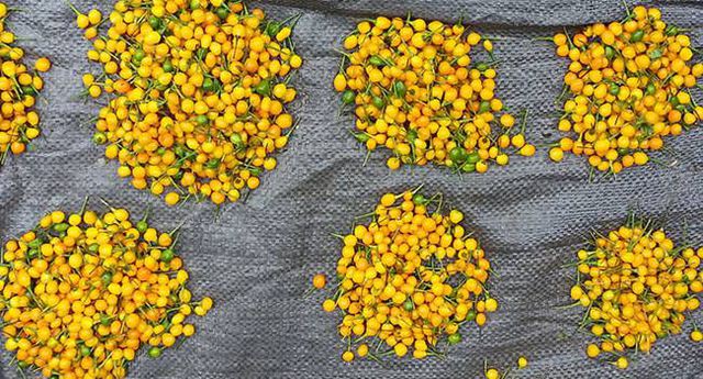 Ớt Aji Charapita mọc hoang dại nhưng có giá hơn nửa tỉ đồng/kg - Ảnh 11.
