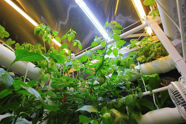 Ớt Aji Charapita mọc hoang dại nhưng có giá hơn nửa tỉ đồng/kg - Ảnh 14.