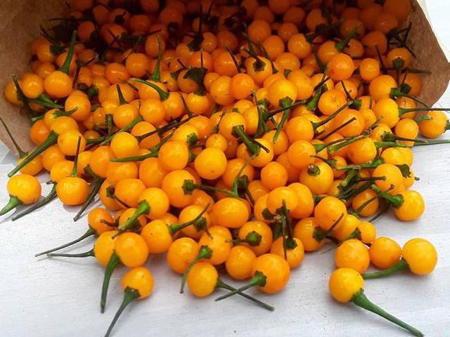 Ớt Aji Charapita mọc hoang dại nhưng có giá hơn nửa tỉ đồng/kg