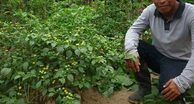Ớt Aji Charapita mọc hoang dại nhưng có giá hơn nửa tỉ đồng/kg - Ảnh 5.