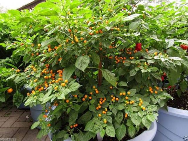Ớt Aji Charapita mọc hoang dại nhưng có giá hơn nửa tỉ đồng/kg - Ảnh 7.