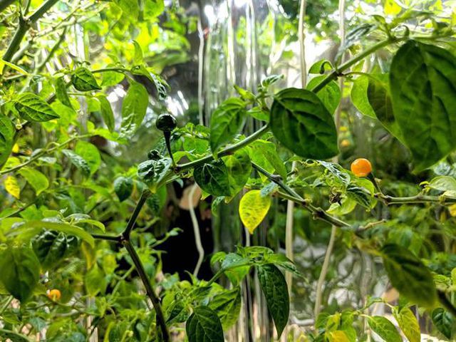 Ớt Aji Charapita mọc hoang dại nhưng có giá hơn nửa tỉ đồng/kg - Ảnh 10.