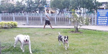 Run sợ với cảnh chó không rọ mõm "tung tăng" khắp chốn