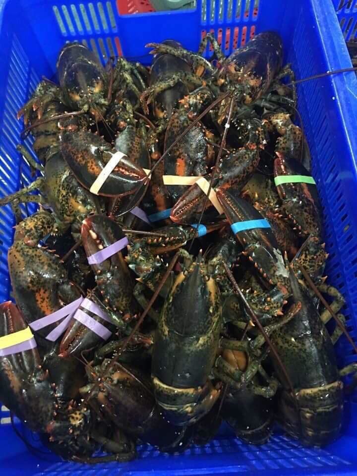 Tôm hùm Alaska về Việt Nam 170.000/kg, rẻ giật mình như tôm ngoài chợ - Ảnh 1.