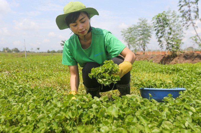 Trồng rau má nghiền lấy bột thu 4 tỉ đồng mỗi năm ở Củ Chi