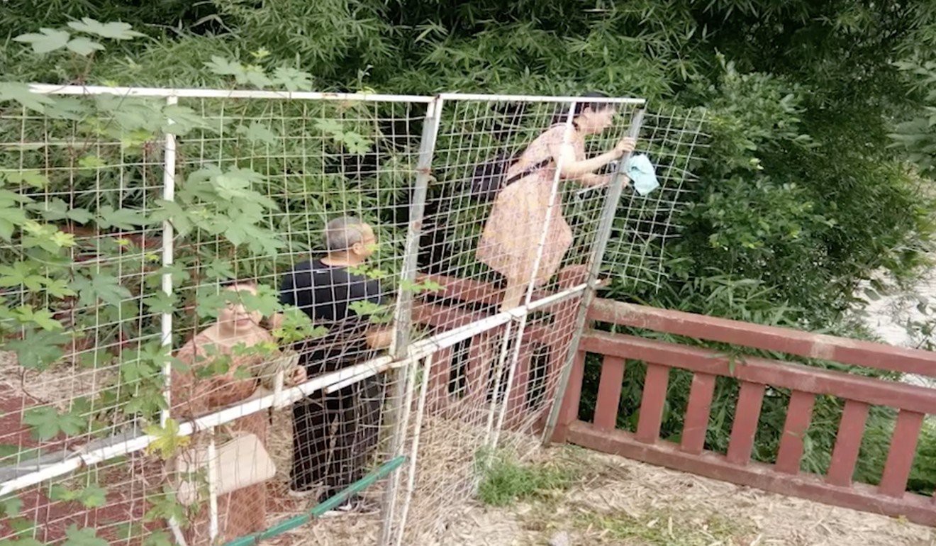 Ngỡ ng&agrave;ng cảnh h&agrave;ng trăm du kh&aacute;ch Trung Quốc leo r&agrave;o h&aacute;i trộm hoa - Ảnh 3.