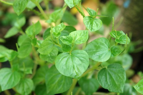Càng cua, món quê mà nhớ mà thương - Ảnh 2.