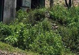 Ly kỳ vụ án thi thể nữ tiếp viên trong căn nhà hoang