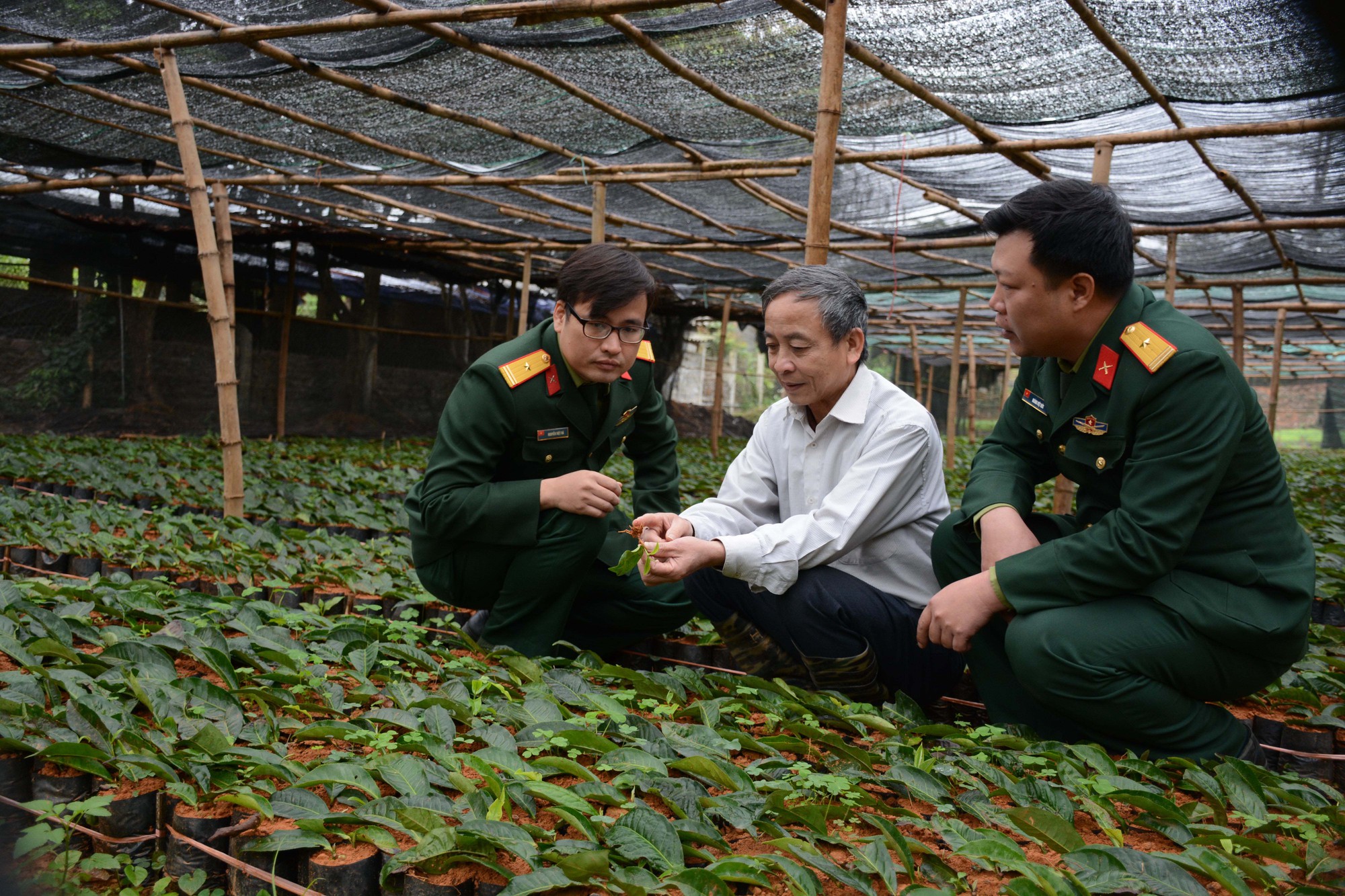 Hồi sinh trà shan tuyết