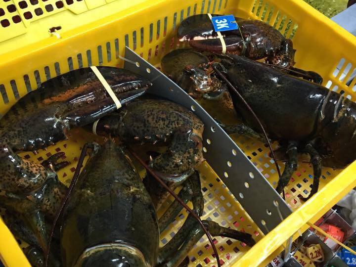Thực hư tôm hùm Alaska có giá chỉ 170.000 đồng/kg
