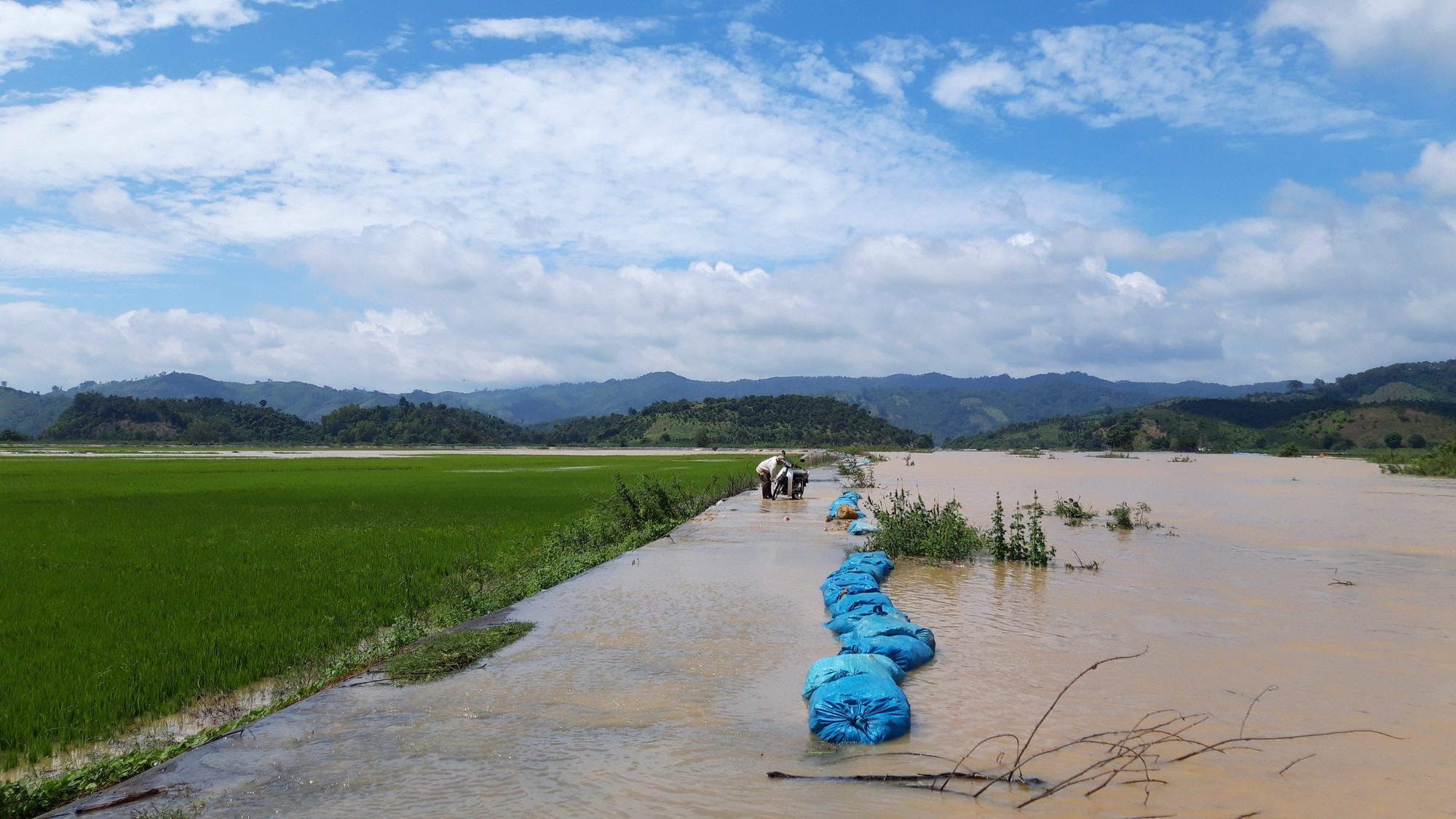 Hàng trăm người vật lộn cứu 1.000 ha lúa - Ảnh 12.