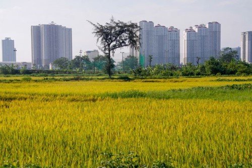 Ruộng trong thành phố