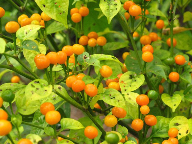 Nh&agrave; gi&agrave;u mạnh tay chi tiền mua quả dại c&oacute; gi&aacute; hơn nửa tỉ đồng/kg - Ảnh 1.