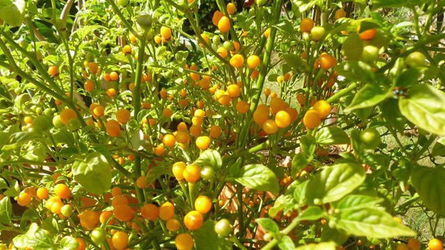 Nh&agrave; gi&agrave;u mạnh tay chi tiền mua quả dại c&oacute; gi&aacute; hơn nửa tỉ đồng/kg - Ảnh 2.