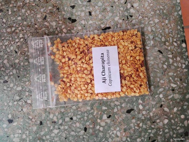 Nh&agrave; gi&agrave;u mạnh tay chi tiền mua quả dại c&oacute; gi&aacute; hơn nửa tỉ đồng/kg - Ảnh 11.