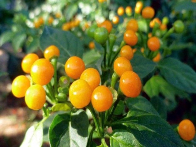 Nhà giàu mạnh tay chi tiền mua quả dại có giá hơn nửa tỉ đồng/kg