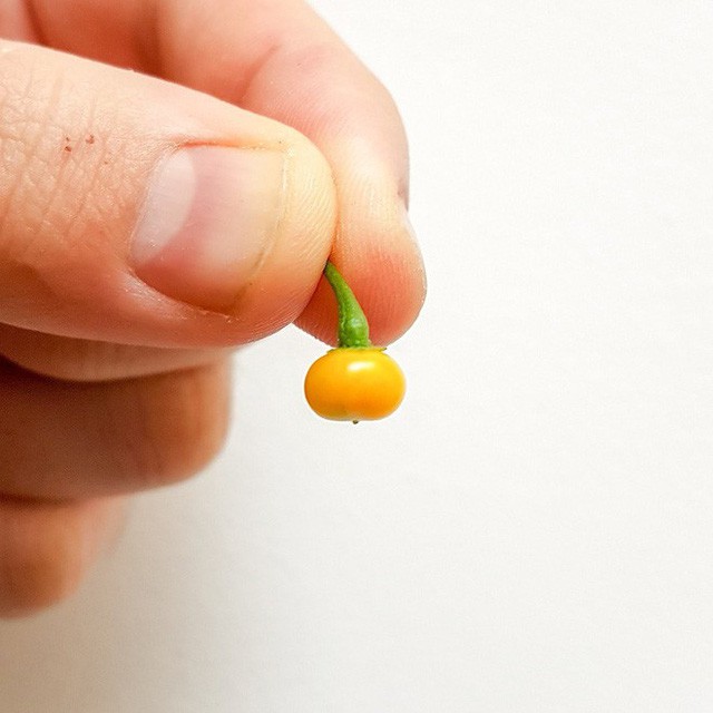 Nh&agrave; gi&agrave;u mạnh tay chi tiền mua quả dại c&oacute; gi&aacute; hơn nửa tỉ đồng/kg - Ảnh 5.