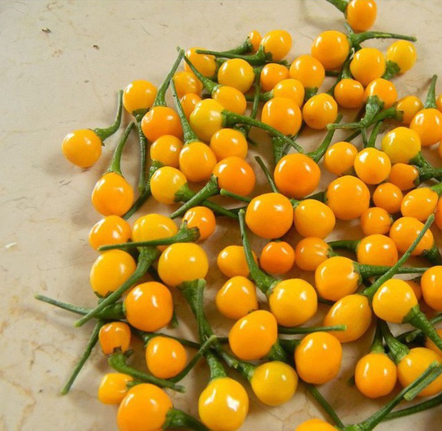 Nh&agrave; gi&agrave;u mạnh tay chi tiền mua quả dại c&oacute; gi&aacute; hơn nửa tỉ đồng/kg - Ảnh 7.