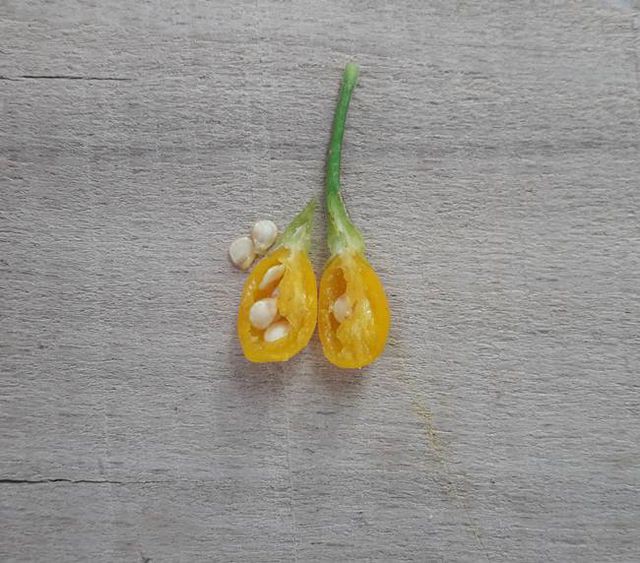 Nh&agrave; gi&agrave;u mạnh tay chi tiền mua quả dại c&oacute; gi&aacute; hơn nửa tỉ đồng/kg - Ảnh 9.