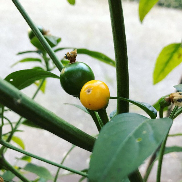Nh&agrave; gi&agrave;u mạnh tay chi tiền mua quả dại c&oacute; gi&aacute; hơn nửa tỉ đồng/kg - Ảnh 10.
