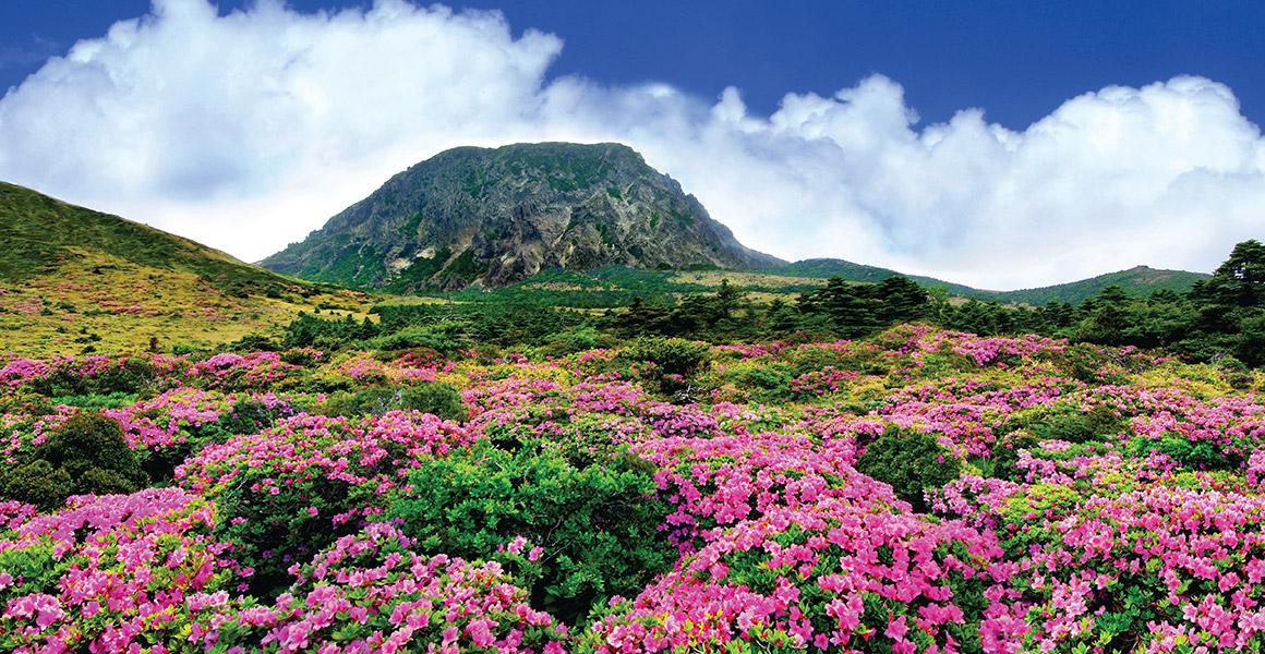 Thăm đảo Jeju, đừng qu&ecirc;n chinh phục n&uacute;i Hallasan h&ugrave;ng vĩ - Ảnh 1.