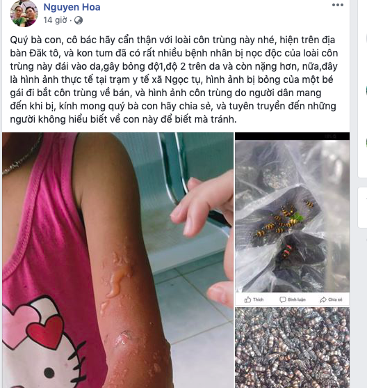 Bất thường thương lái thu mua bọ độc 3 sọc giá "trên trời"