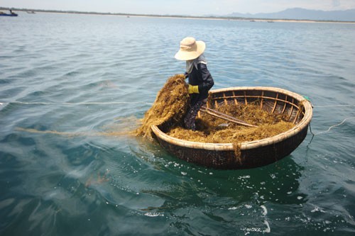 Khấm khá nhờ rong biển