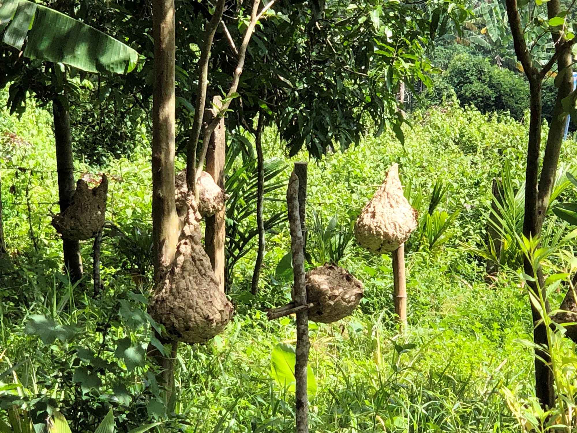 Nuôi ong "tử thần" trong vườn nhà