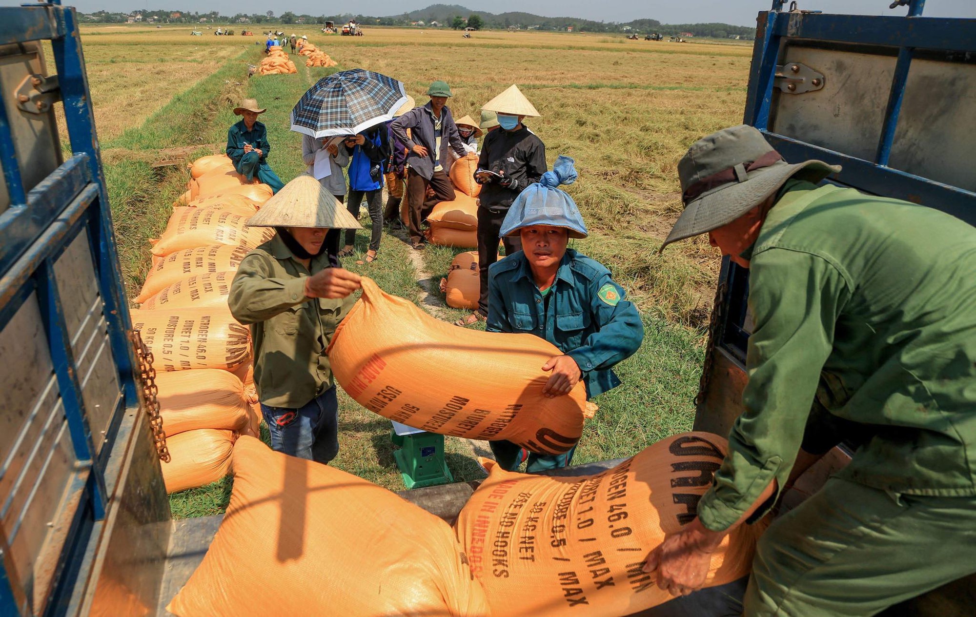Phát hiện 2 chất quý hơn vàng có trong gạo hữu cơ Quảng Trị