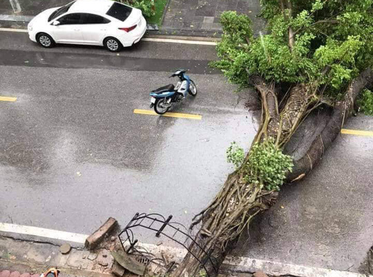 Hà Nội: Mưa rất to, cây cối đổ la liệt do ảnh hưởng bão số 3