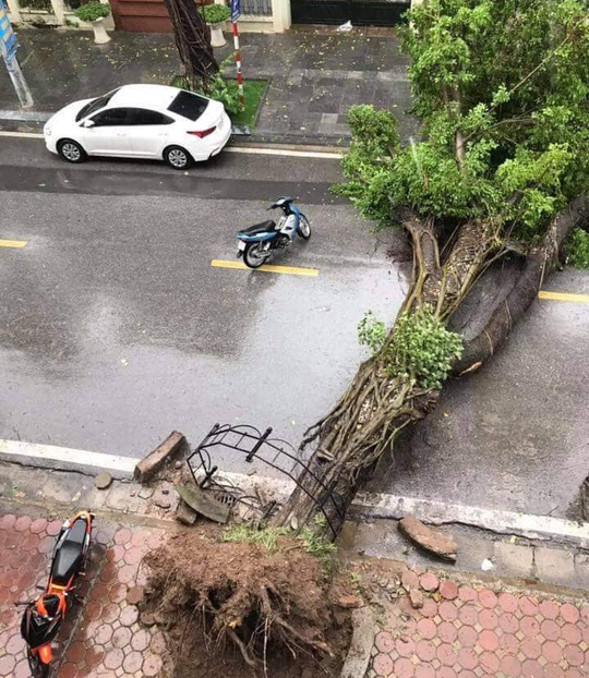 H&agrave; Nội: Mưa rất to, c&acirc;y cối đổ la liệt  do ảnh hưởng b&atilde;o số 3 - Ảnh 3.