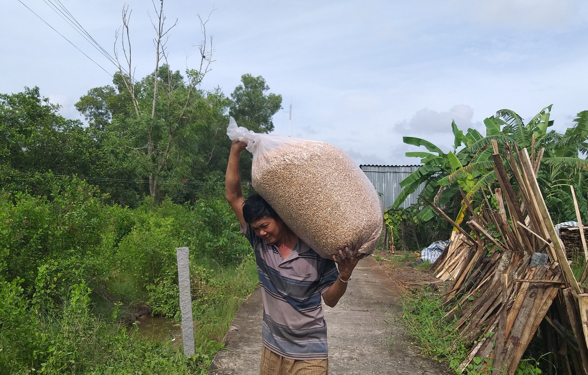 B&iacute; quyết l&agrave;m n&ecirc;n những hạt cốm thơm, gi&ograve;n ở C&agrave; Mau - Ảnh 9.