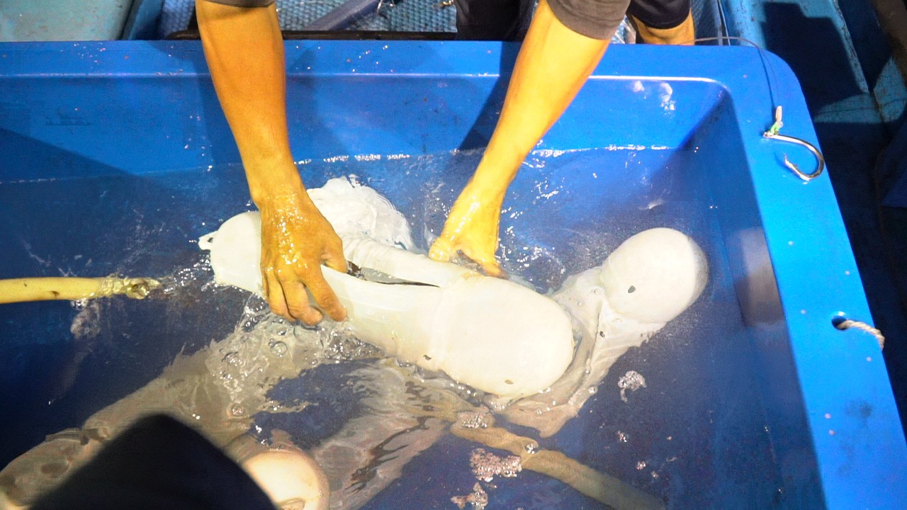 Thú câu mực khơi xa - Ảnh 10.