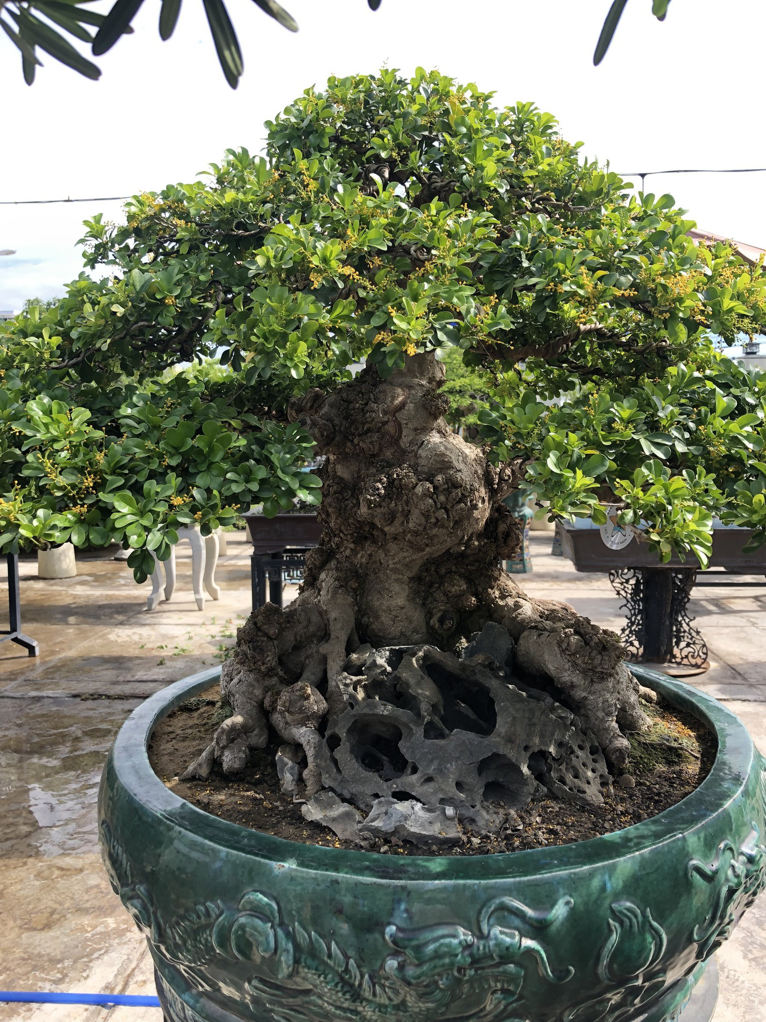 Mãn nhãn với cây ngâu bonsai cổ thụ trị giá hàng tỉ đồng