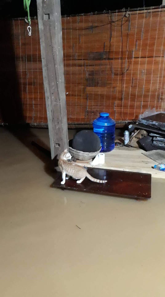 Một vùng rộng lớn ở Đồng Nai đang chìm trong nước, có nơi lút đầu trẻ - Ảnh 8.