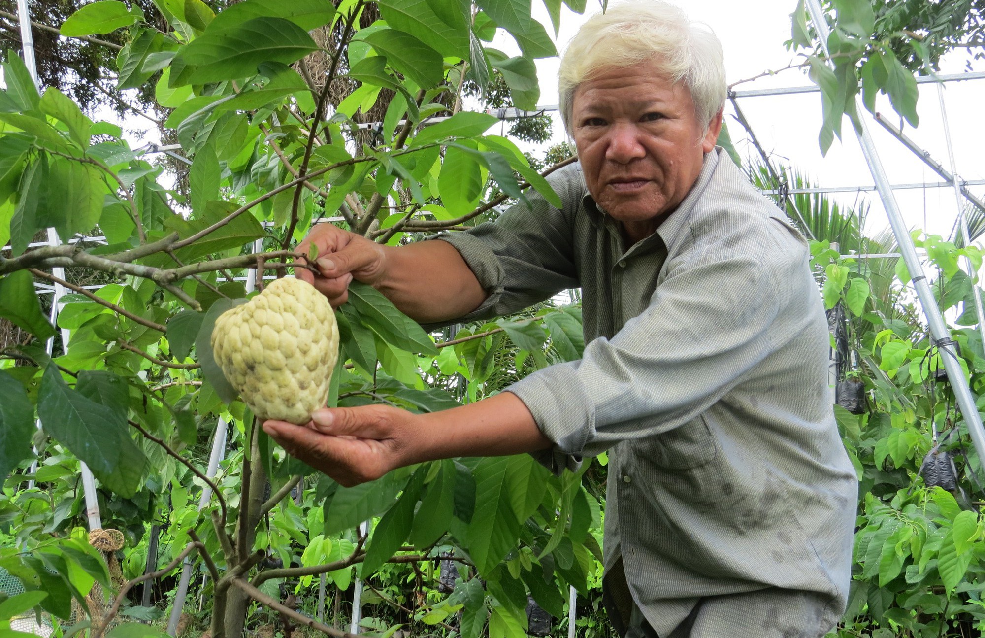 Lão nông với vườn mãng cầu dai cho trái "khổng lồ"