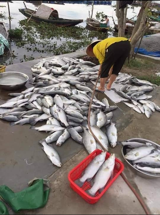 Gần 90 tấn c&aacute; vược nu&ocirc;i lồng b&egrave; của người d&acirc;n bỗng dưng chết nổi trắng trong đ&ecirc;m - Ảnh 1.