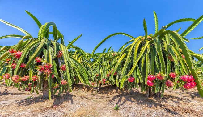 Bình Thuận tổ chức Hội nghị Xúc tiến Đầu tư năm 2019