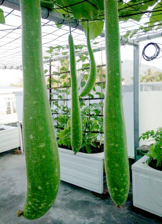 Chủ nhà mua 10 bồn tắm để trồng rau sân thượng - Ảnh 2.