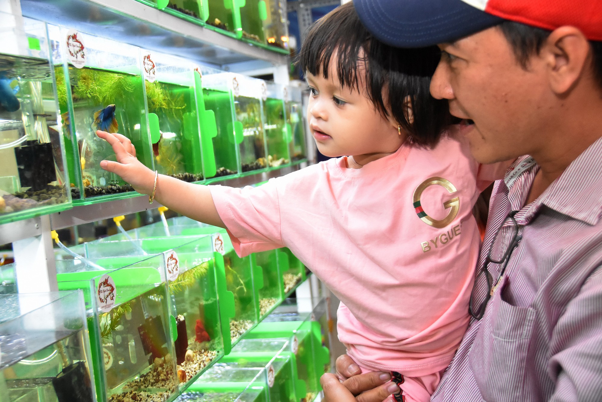 Cả trăm loài cá cảnh đủ sắc màu hút hồn dân chơi thủy sinh ở TP HCM - Ảnh 2.