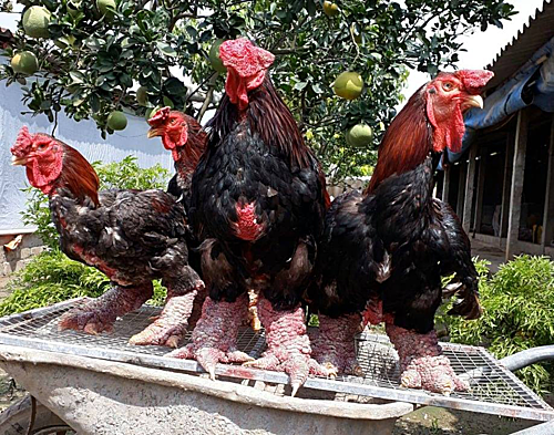 Gà Đông Tảo hết thời 'sốt' giá