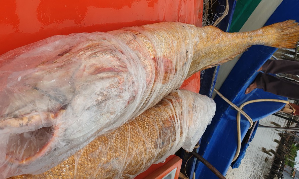 Ngư phủ tìm thương lái bán cặp cá sủ vàng hiếm gặp