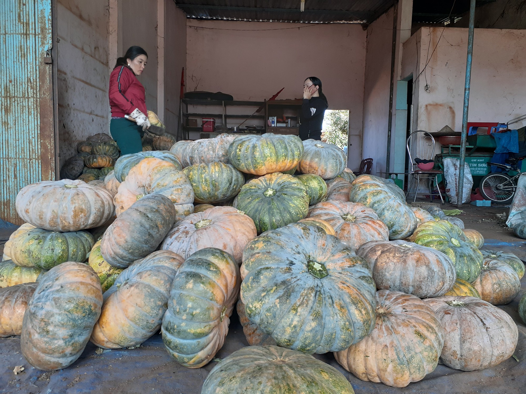 Bí đỏ mất mùa, rớt giá thảm hại chưa tới 3.500 đồng/kg