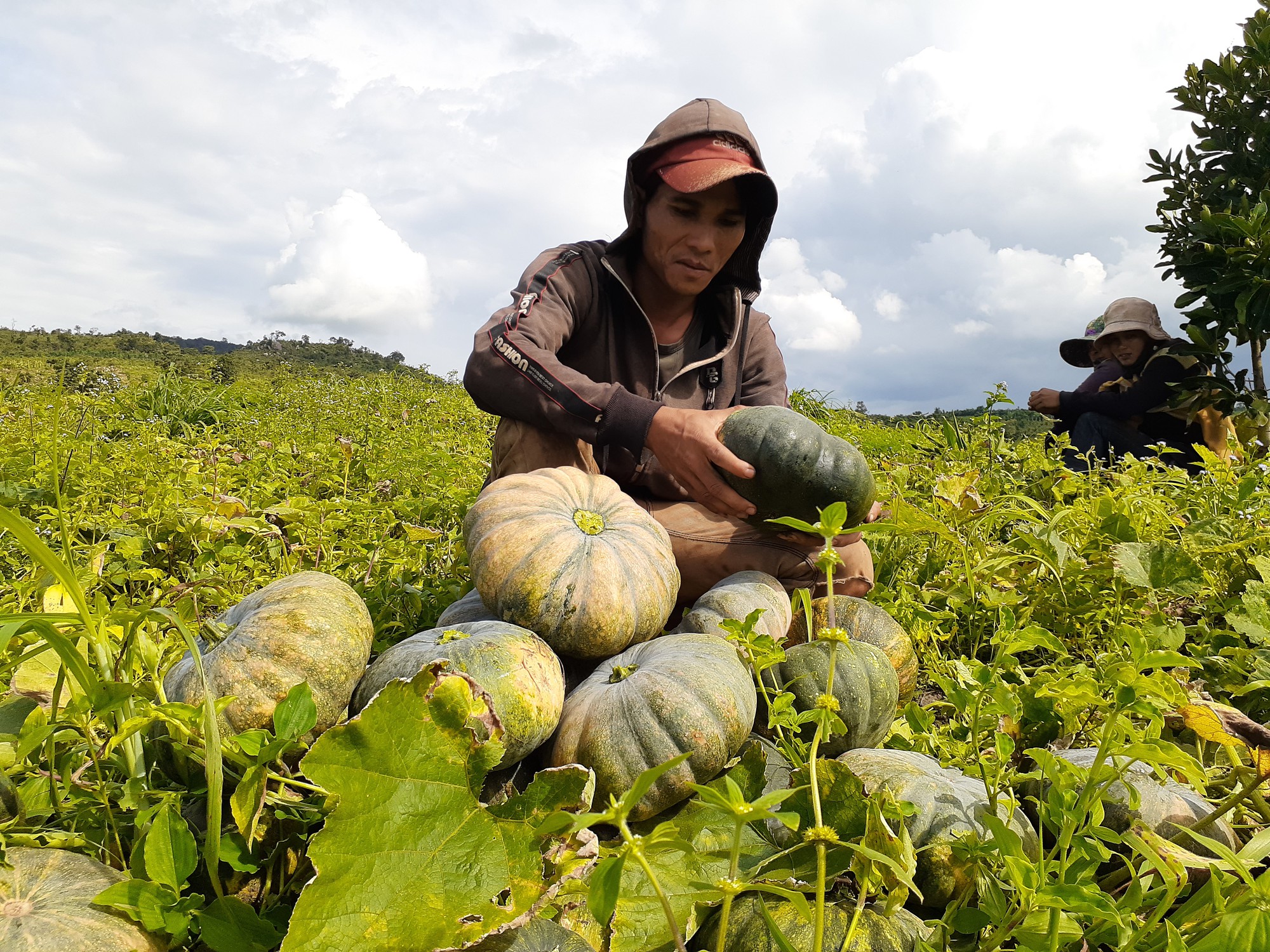 B&iacute; đỏ mất m&ugrave;a, rớt gi&aacute; thảm hại chưa tới 3.500 đồng/kg - Ảnh 1.