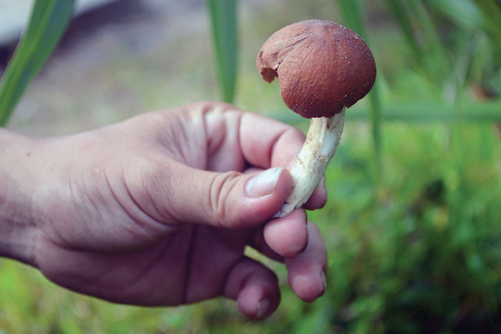 Ngọt l&ograve;ng nấm mối! - Ảnh 3.
