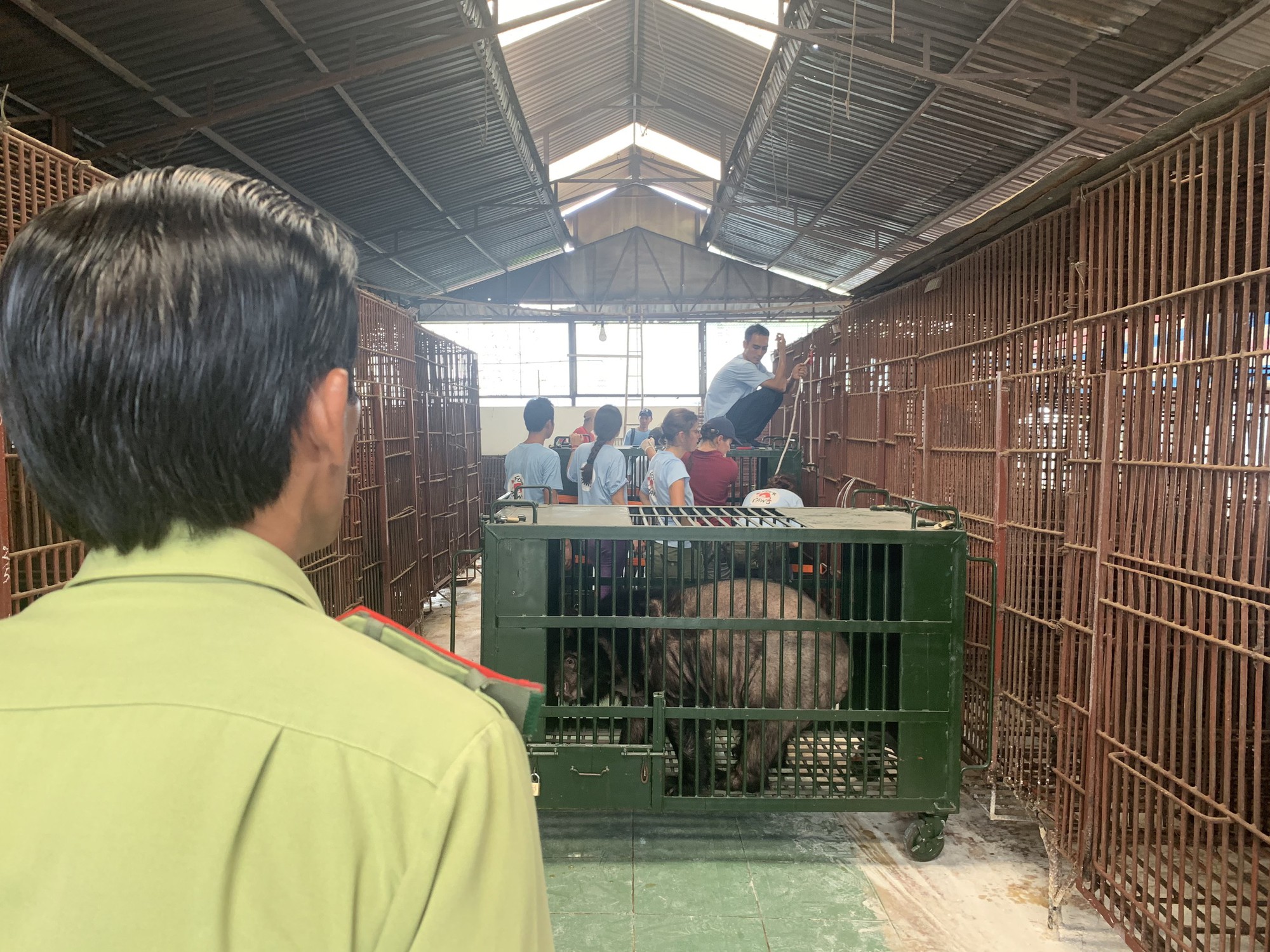 Cứu 6 chú gấu bị "bệnh tâm thần"