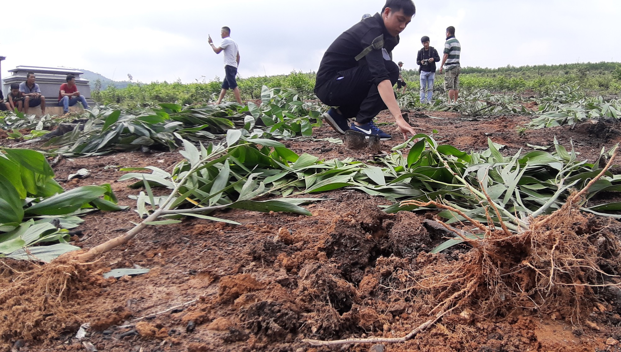 Cán bộ xã nhổ hàng ngàn cây keo: Người dân yêu cầu phải trồng lại