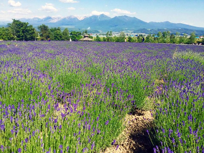 Khám phá đảo Hokkaido, nơi tuyết rơi mùa hè - Ảnh 2.
